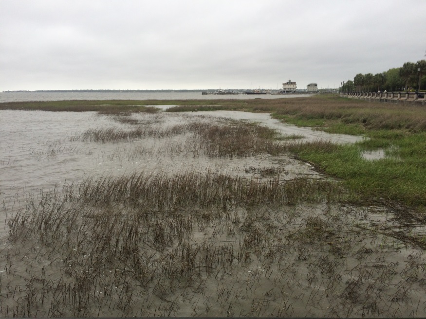 Charleston marsh