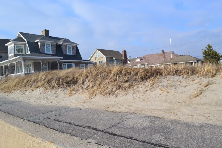 Dune Grass