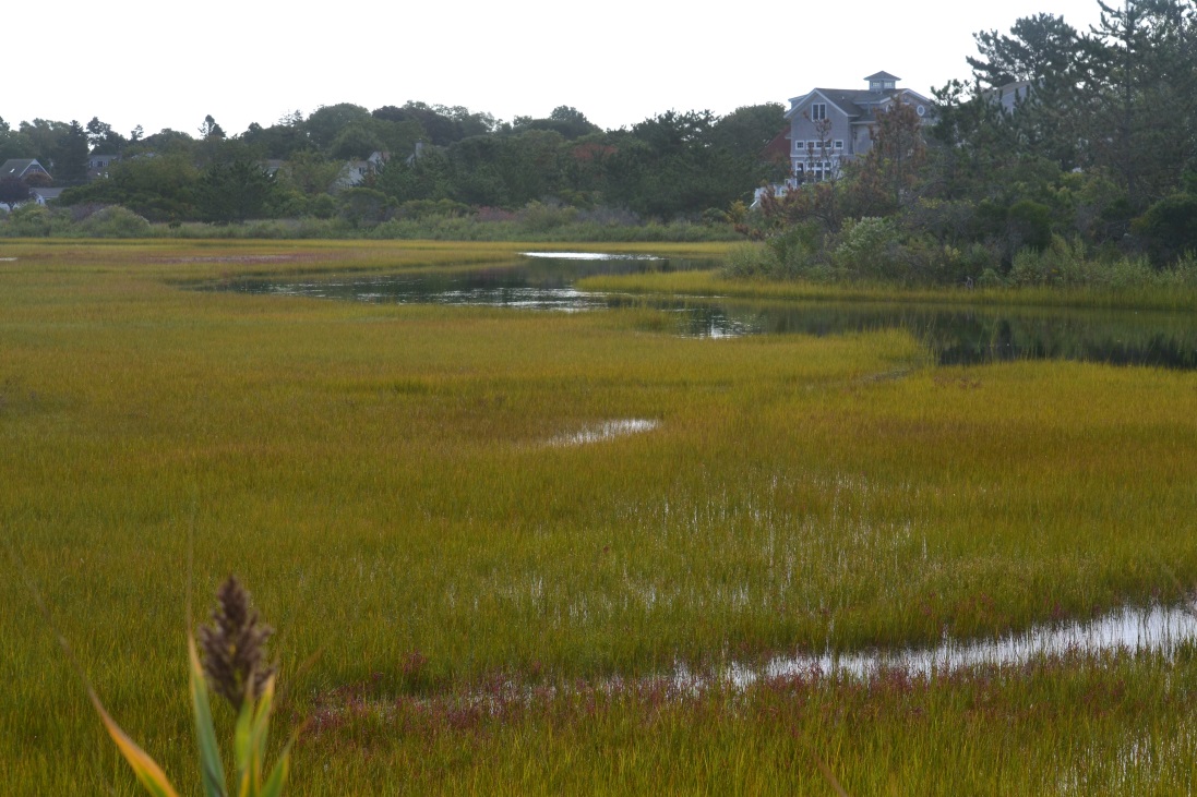 Waterford marsh