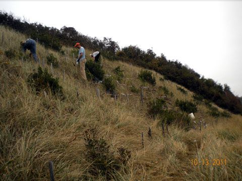 slope vegetation after