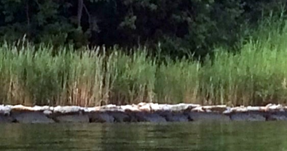 Severn Marsh Sill